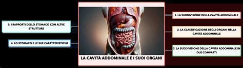 Rappresentazione schematica della cavità addominale umana con i principali organi.