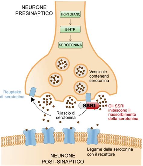 schema grafico del funzionamento sinaptico degli SSRI