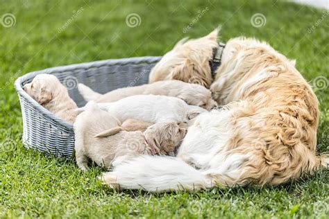 Marigold con i suoi 17 cuccioli appena nati