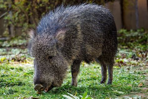 Il Pecari del Chaco, una specie riscoperta