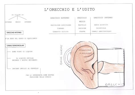 Schema che illustra lo sviluppo sensoriale: Vista, Tatto e Udito integrati nel libro