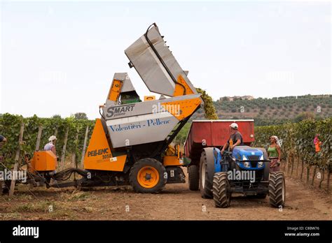 Vendemmiatrice meccanica in azione