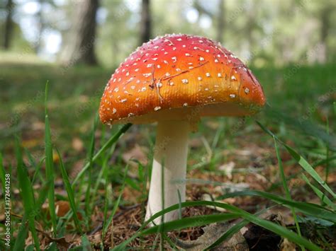 Amanita muscaria nel bosco