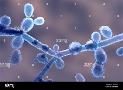 rappresentazione microscopica di colonie di Candida tropicalis