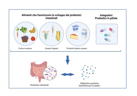 schema del bilanciamento del pH vaginale e ruolo dei probiotici