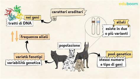 DNA e variabilità genetica