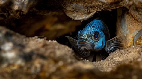 Devils Hole Pupfish nel suo habitat