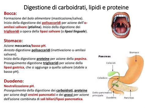 Metabolismo dei polioli