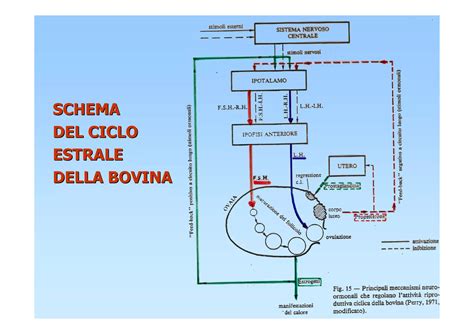 schema del ciclo estrale bovino