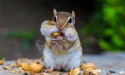 Tamia with cheek pouches full of food