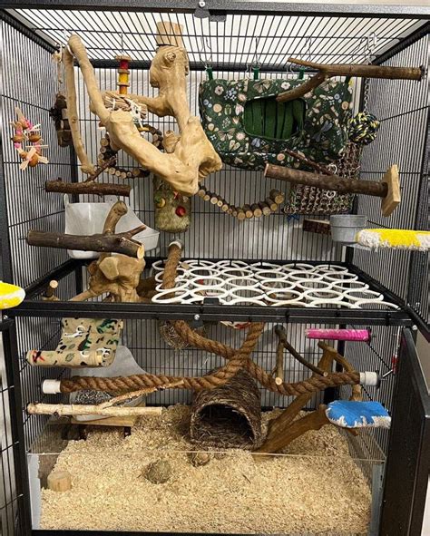 Ideal cage setup for Tamia with multiple levels and accessories
