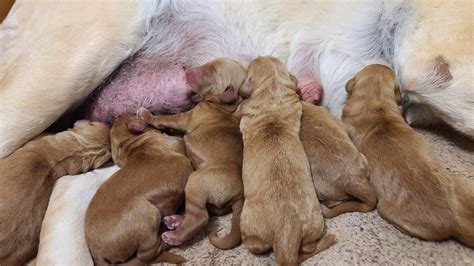 Newborn Tamia pups in a nest
