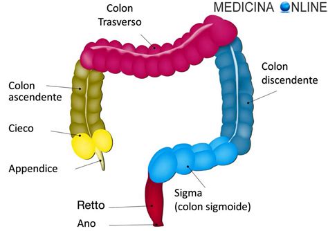 intestino tenue e crasso con meccanismo d'azione lassativo