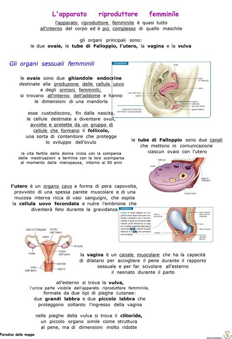 schema del sistema riproduttivo femminile e percorso degli spermatozoi