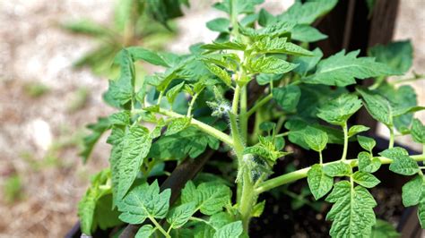 Analisi visiva del terreno e stato di salute di una pianta di pomodoro
