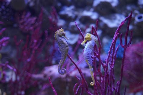ricostruzione artistica di un rito di corteggiamento tra dinosauri teropodi