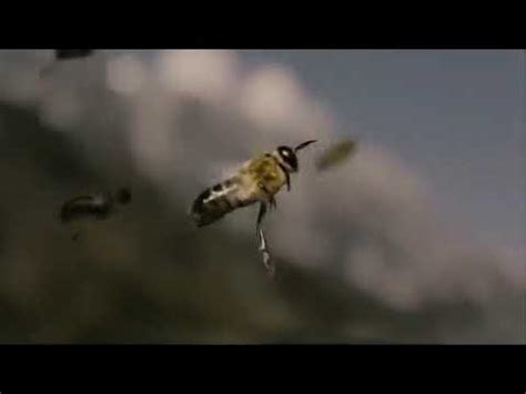 ape regina in volo nuziale