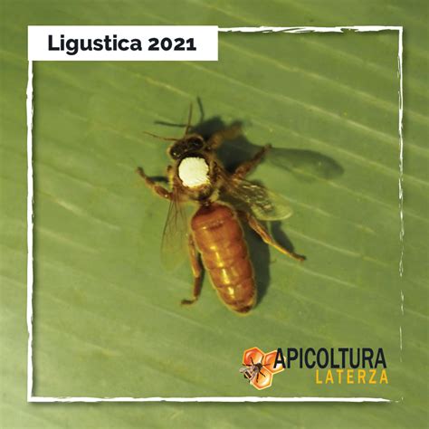 api mellifera ligustica
