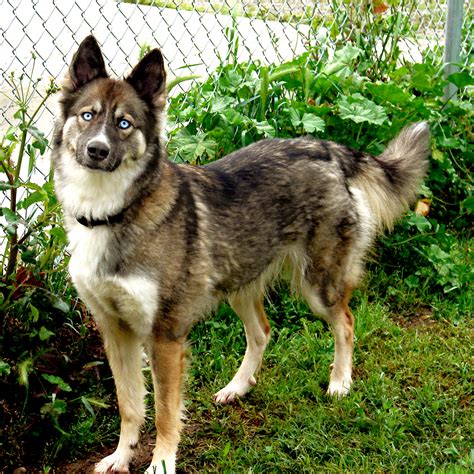 Un esemplare di Gerberian Shepsky con il caratteristico sguardo penetrante e mantello folto