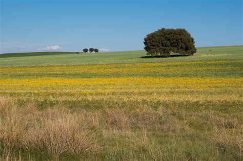 Campo coltivato a cereali sotto la luce del sole
