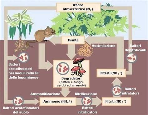 Schema del ciclo dell'azoto nel suolo