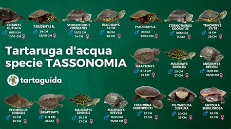 Mappa della distribuzione delle tartarughe terrestri in Europa