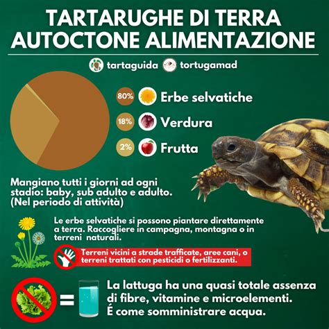 Esempi di cibi adatti per tartarughe di terra