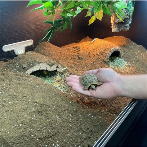 Terrario ben allestito per tartarughe di terra