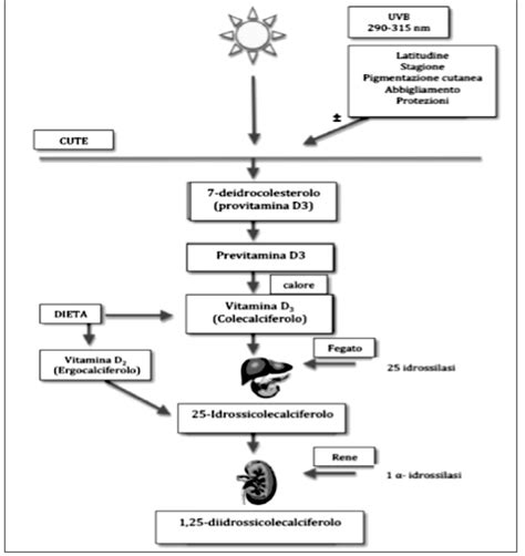 rappresentazione del ciclo della vitamina D dalla sintesi cutanea all'assorbimento osseo