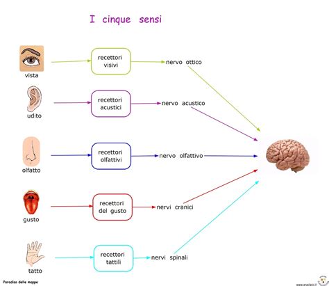schema grafico che mostra il legame tra fonemi e percezione sensoriale