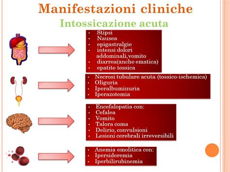 Illustrazione schematica del corpo che si riadatta dopo la sospensione della pillola, mostrando il graduale ritorno dell'ovulazione