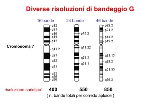 Cromosoma 7 con delezione nella regione 15q11-q13