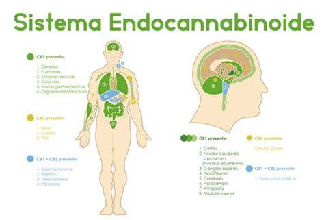 Diagramma sistema endocannabinoide