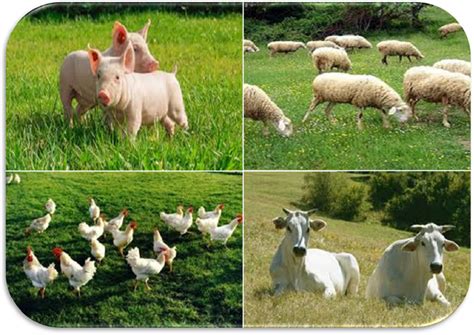 Immagine che illustra un allevamento sostenibile con animali al pascolo