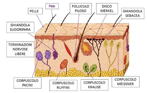 Illustrazione anatomica della pelle con sezione ingrandita che mostra la rottura delle fibre di collagene ed elastina nel derma