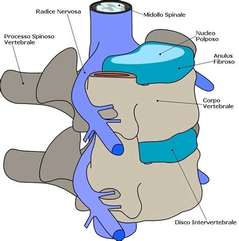 Anatomia della colonna vertebrale con enfasi sui dischi intervertebrali e le radici nervose