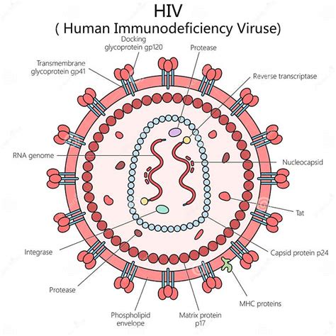 rappresentazione grafica della struttura del virus HIV e del sistema immunitario