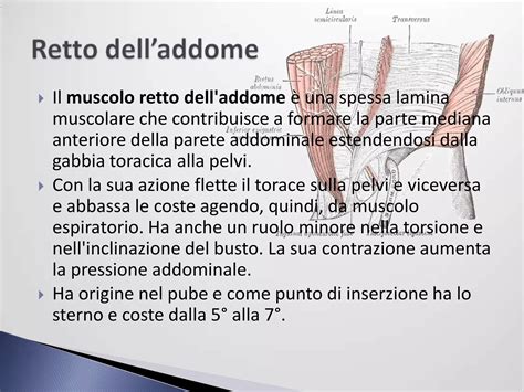 Dettagli dell'addome nella pseudociesi