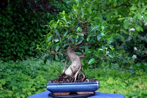 rappresentazione estetica di un bonsai Ficus in un ambiente domestico luminoso