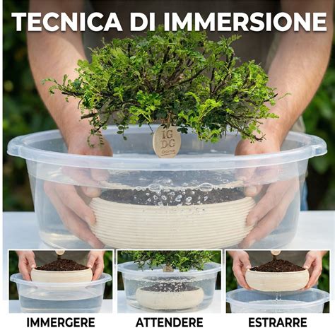 diagramma che illustra la tecnica corretta di annaffiatura per un bonsai con soffione