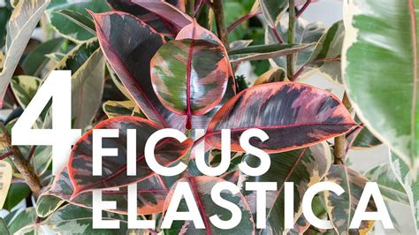 infografica sui passaggi corretti per il rinvaso del Ficus e la potatura radicale