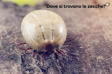 Rimozione corretta delle zecche