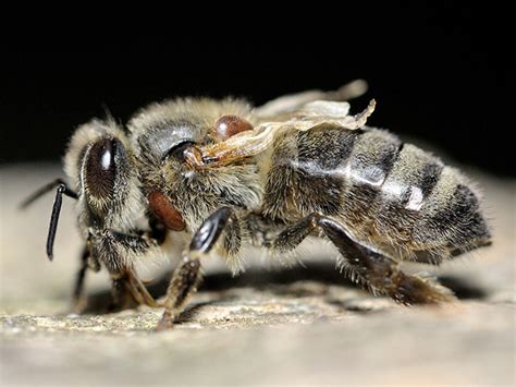 Ape con ali deformi a causa della varroa
