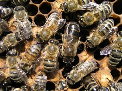 Sciame d'api su un ramo