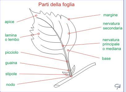 Struttura dei tricomi su una foglia di Tillandsia