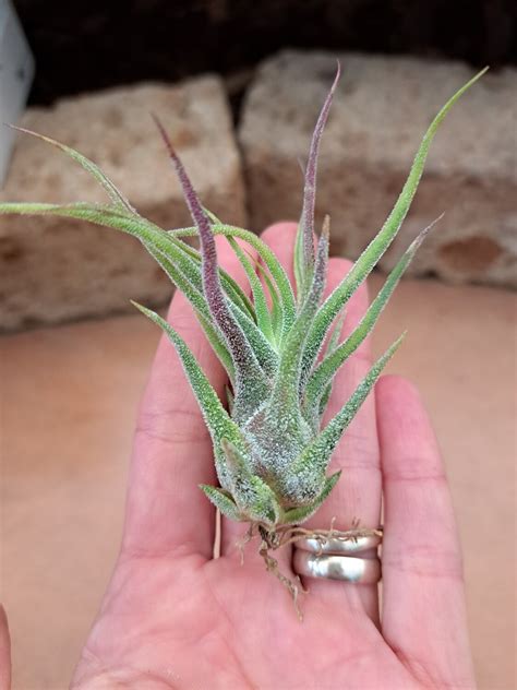 Tillandsia con polloni alla base