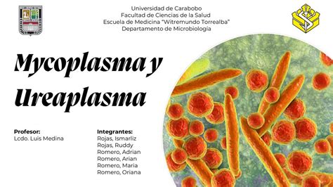 Microscopio che mostra batteri Ureaplasma e Mycoplasma