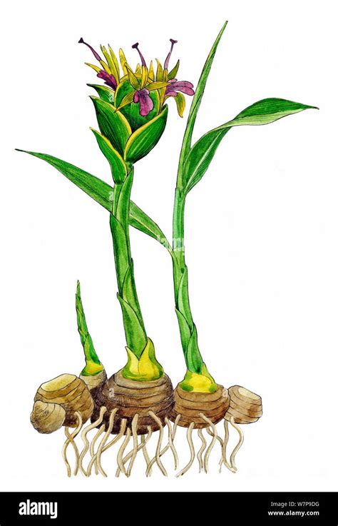 Zingiber officinale plant illustration