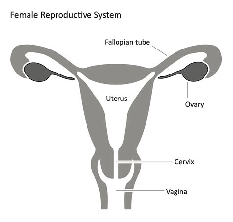 Diagram of the female reproductive system