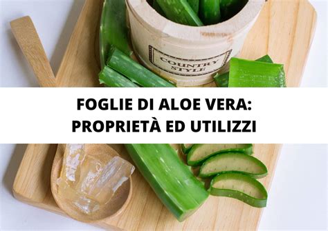 Illustrazione della pianta di Aloe Vera e dei suoi benefici dermatologici